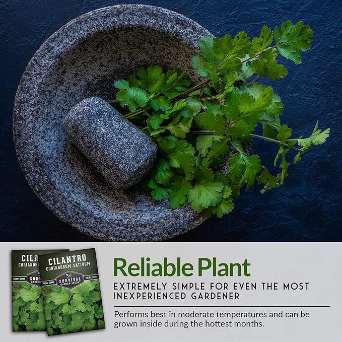 Survival Garden Seeds - Cilantro Seed for Planting - Packet with Instructions to Plant & Grow Coriandrum Sativum Herb in Your Home Vegetable Garden - Seed Vault - Non-GMO Heirloom Variety - 2 Packs
