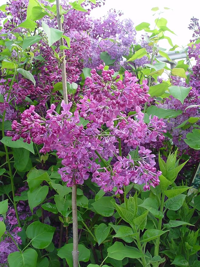 Syringa X hya. 'Pocahontas' (Lilac) Shrub, purple flowers, #3 - Size Container