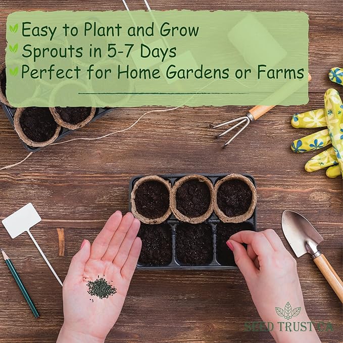 Egyptian Spinach (Molokhia) Seeds – 3000+ Non-GMO, High-Yielding Saluyot Vegetable Seeds for Planting – High Germination Rate, Heirloom Variety – USA (Molokhia)