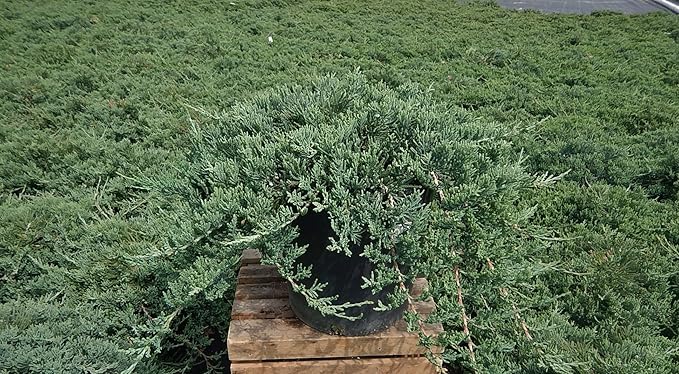 Blue Rug Juniper, blue leafed evergreen plant in 3 Gallon pot - Juniperus Horizontalis 'Wiltonii'