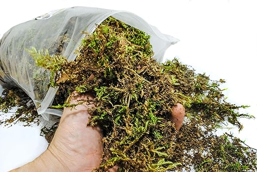 Organic Green Sphagnum Moss for Orchids, Indoor and Outdoor Plants - Dried for Decorative Gardening (Medium Pack - 5 litres / 250 gr / 18 oz)