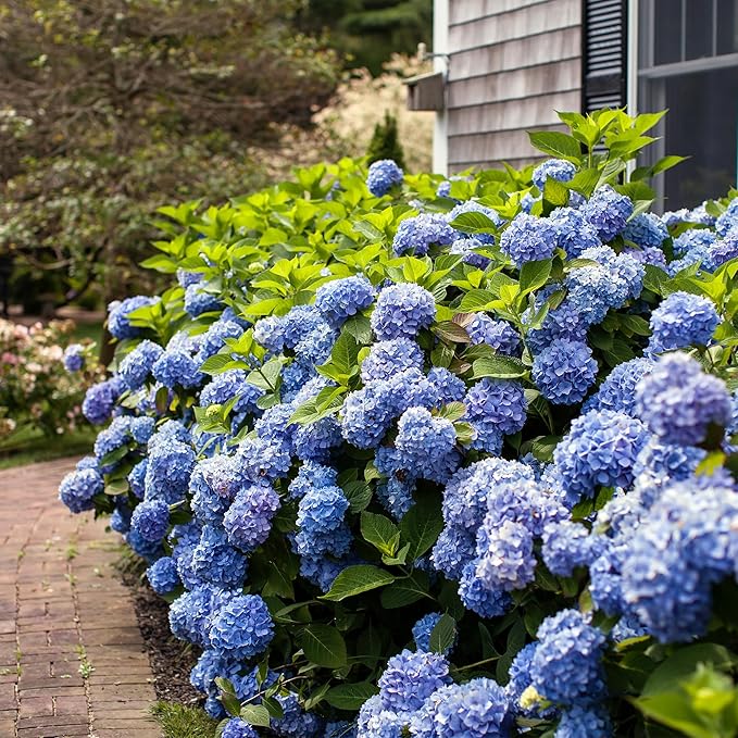 Endless Summer Original Hydrangea, 2 Gal, Pink and Blue Blooms