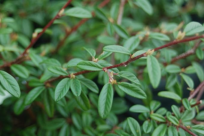 Cotoneaster sal. 'Repandens' (Willowleaf Cotoneaster) Shrub, #2 - Size Container