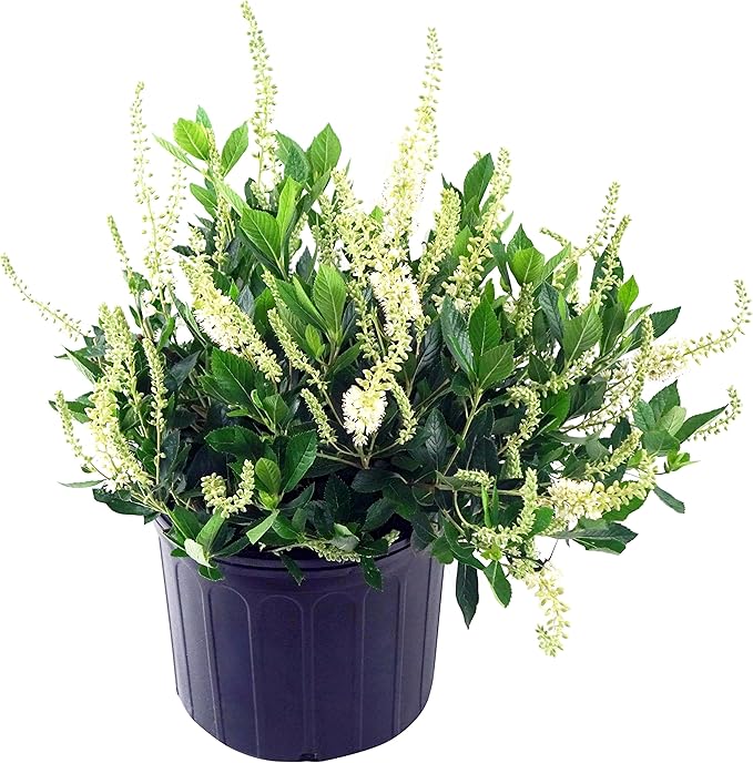 Clethra aln. 'Hummingbird' (Summersweet) Shrub, white flowers, #3 - Size Container