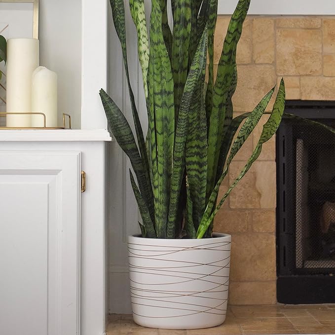 Willowy 12 Inch Ceramic Pot - Matte White with Metallic Gold Stripes - Drainage Plug Included