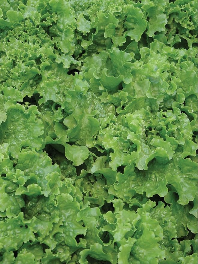 Burpee Green Ice Lettuce Seeds 1000 seeds