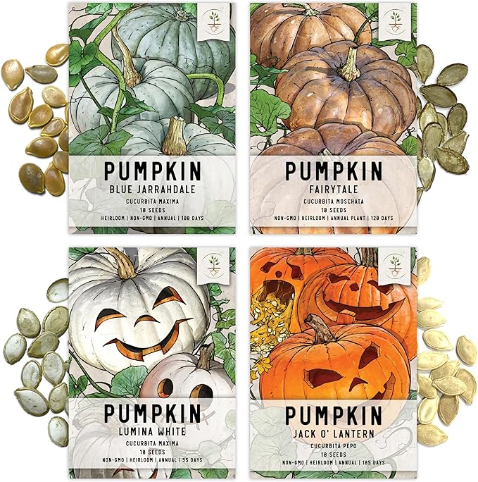 Seed Needs, Specialty Pumpkin Seed Packet Collection (4 Individual Varieties of Pumpkin Seeds for Planting) Fairytale, Blue Jarrahdale, Lumina White & Jack O Lantern