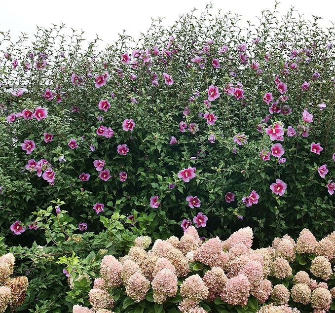 2 Gallon Proven Winners Hibiscus Purple Pillar Shrub