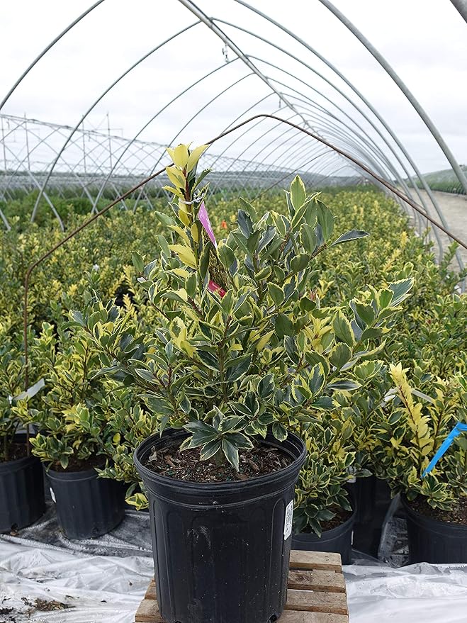 Ilex X meserveae 'Honey Maid' (Varigated Holly) Evergreen, yellow & blue/green varigated foliage, 2 - Size Container