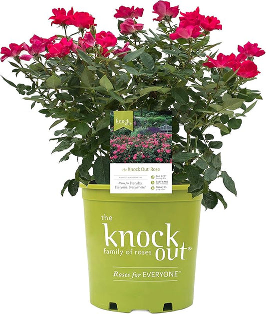 Green Promise Farms Rosa `Knock Out` (Reblooming) Rose, #3 Size Container, red flower