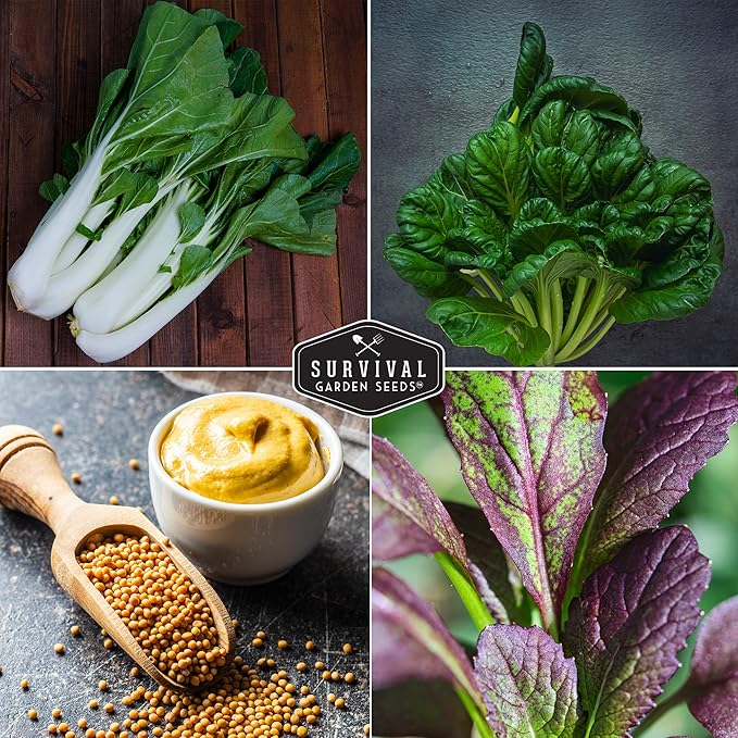 Mustard Green Seed Collection - 4 Packets for Planting Black Knight Tatsoi, Canton White Stem Pak Choi, Giant Red & Southern Giant Mustard Greens - Non-GMO Heirloom Varieties - Survival Garden Seeds