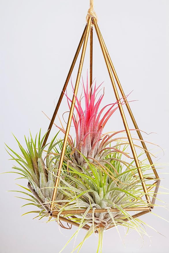 Ionantha Tillandsia Air Plants Live Indoor Plants (10PK), Air Plant Terrarium Plants Live Houseplants, Live Plants Indoor Plant Kit, Easy Care Plants for Air Plant Holder or Garden by Plants for Pets