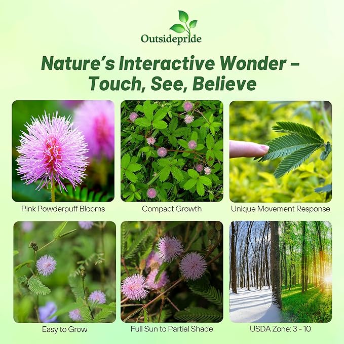 Outsidepride 2000 Seeds Annual Mimosa Pudica Sensitive Plant Flower Seeds for Planting
