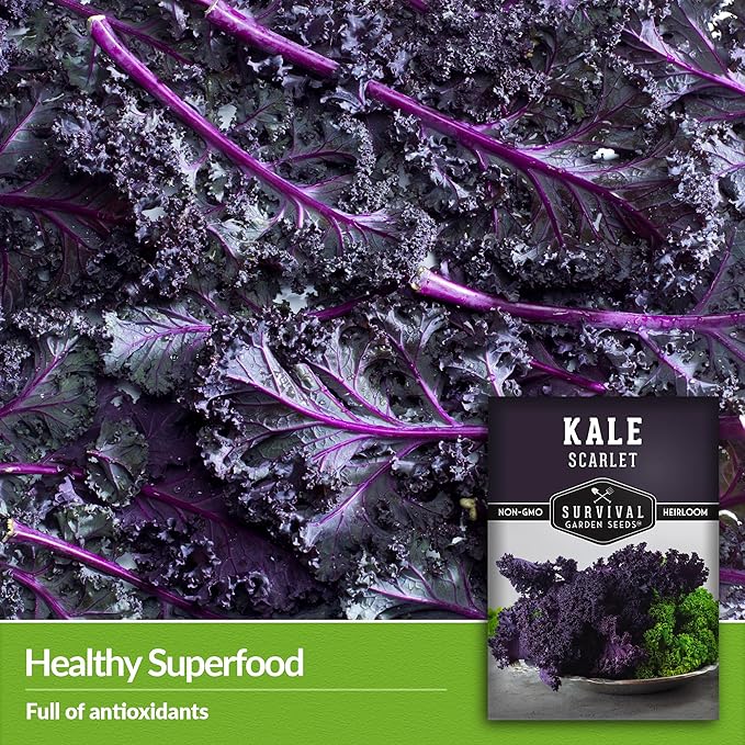 Survival Garden Seeds Scarlet Kale Seeds for Planting – 1 Packet with Instructions to Grow Edible & Ornamental Kale Vegetables in Your Home Food Garden – Non-GMO Heirloom Purple Kale Seeds