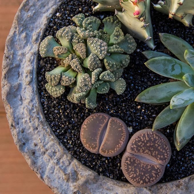 Altman Plants, Mimicry Succulents Plants Live Mini Succulents (4 Pack), Lithops Live Plants Outdoor or Live Indoor Plants, Living Stones Succulent Plants Live Houseplants, Succulent Plant House Plants