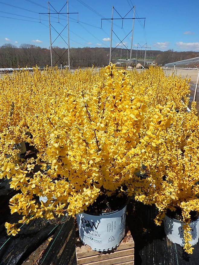 Proven Winners - Forsythia x Show Off (Forsythia) Shrub, yellow flowers, #3 - Size Container