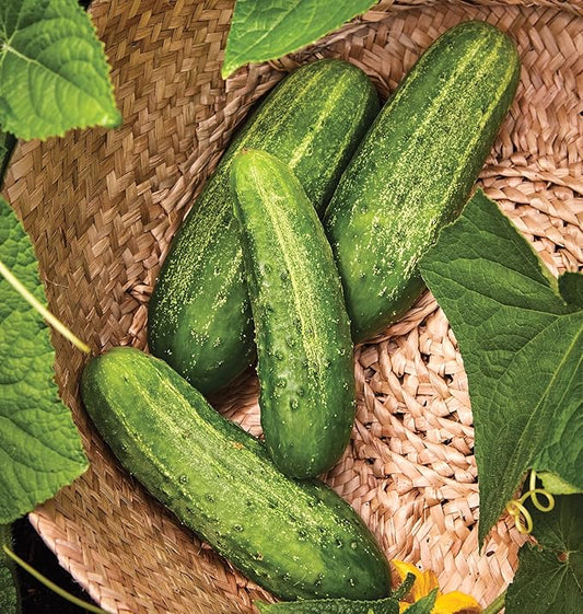 Burpee 'Pickler' Cucumber Seeds, 100 Non-GMO seeds, Container Friendly, Burpee Exclusive
