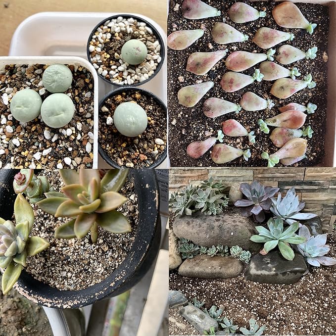 25QT Organic Perlite Horticultural Soil Amendment for Plants and Enhanced Drainage Enhanced