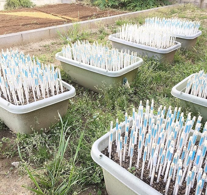 (Amazon Limited 5-Piece Set) Cabinoche SUSTEE Watering Checker Susty Set of 5 L Black Can Be Checked by Just Pointing to Check Watering Timing for Home Plants, Gardening, Interior Decoration