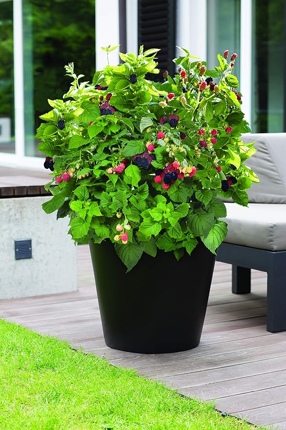 Thornless Edible-Rubus, 2-Size Container, BlackBerry-Baby Cakes