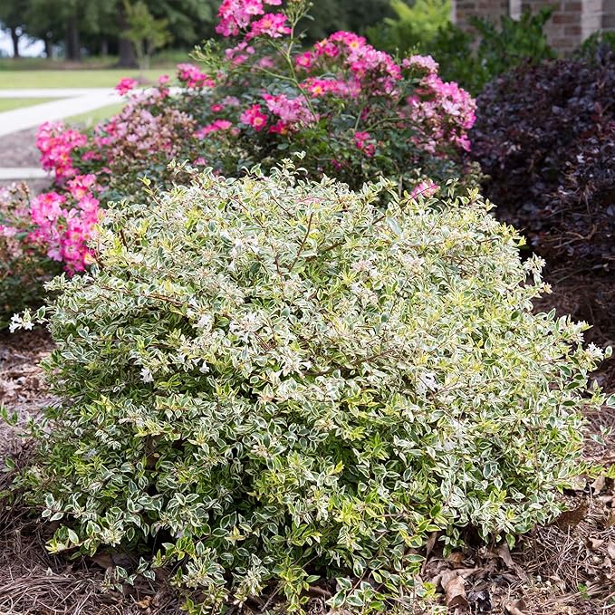 Southern Living Miss Lemon Abelia, 2 Gal, Yellow