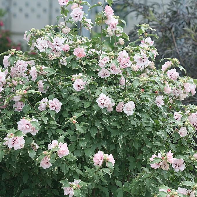 Sugar Tip Hibiscus, 2 Gallon, Blush Pink Blooms
