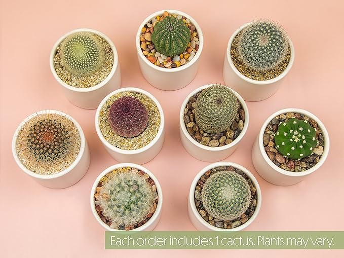 Plants for Pets Live Low Light House Plants in Ceramic Succulent Pots (3 Pack), Gasteria Succulent Plant and Cactus Plants Live with Potting Soil, Haworthia Succulents for Indoor Growing Home Décor