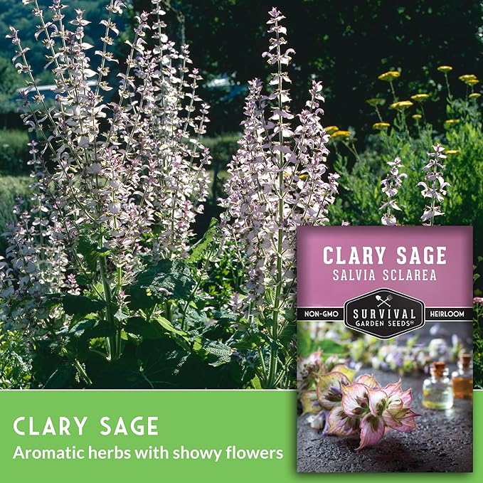 Survival Garden Seeds - Clary Sage Seed for Planting - 3 Packs with Instructions to Plant & Grow Salvia Sclarea Medicinal Herbs in Your Herbal Garden - Non-GMO Heirloom Variety