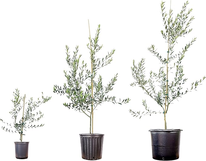 Arbequina Olive Tree - Live Plant, Includes Special Blend Plant Food & Planting Guide- Size (3-4FT)