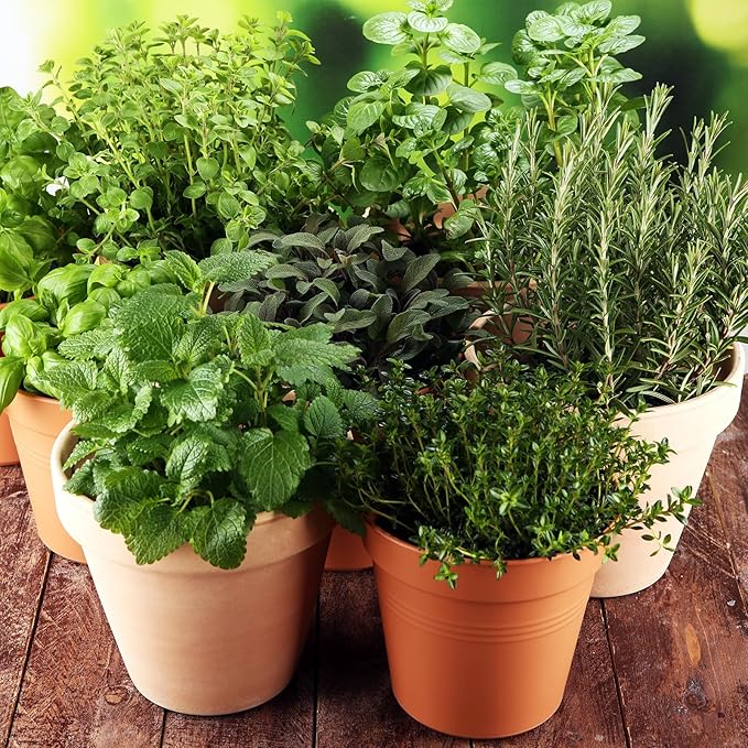 15,000+ Herb Seeds for Planting, 13 Varieties Heirloom Culinary Herb Seeds Gift Pack, Non-GMO Herb Seed Garden Kit for Indoor Outdoor Growing, Home Hydroponic Fresh Food Herb Supply