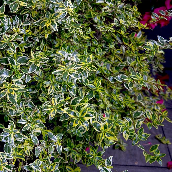 Southern Living Miss Lemon Abelia, 2 Gal, Yellow