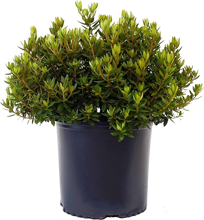 Green Promise Farms Rhododendron X GEM` Evergreen, 3 Size Container, Bluish Purple Flowers