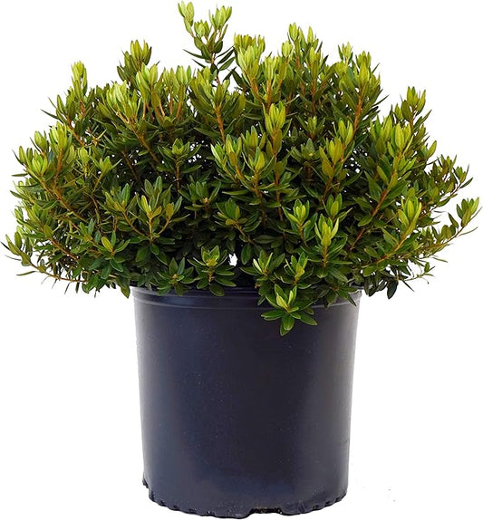 Green Promise Farms Rhododendron X GEM` Evergreen, 3 Size Container, Bluish Purple Flowers