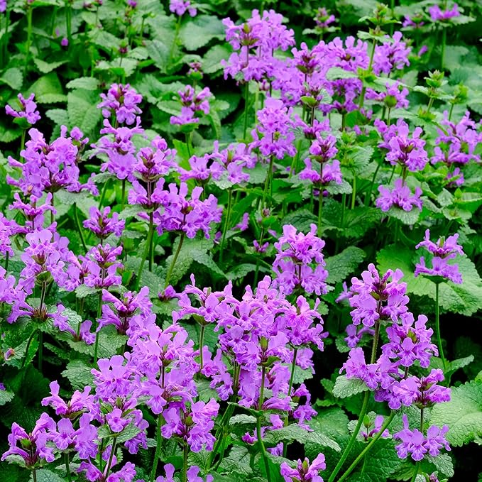 Outsidepride 100 Seeds Perennial Stachys Macrantha Lamb's Ear Flower Seeds for Planting