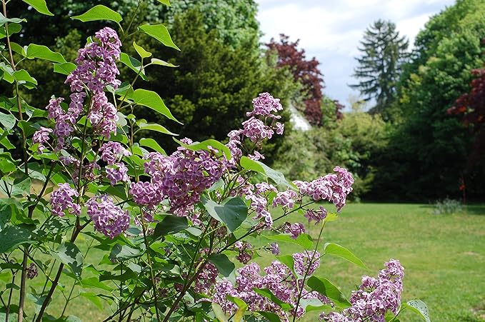 Syringa X hya. 'Pocahontas' (Lilac) Shrub, purple flowers, #3 - Size Container