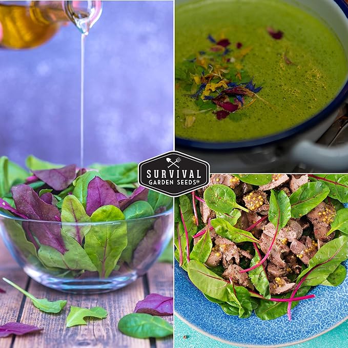 Survival Garden Seeds - Rainbow Swiss Chard Seed for Planting - Packet with Instructions to Plant and Grow Colorful Stalked Vegetable Greens in Your Home Vegetable Garden - Non-GMO Heirloom Variety