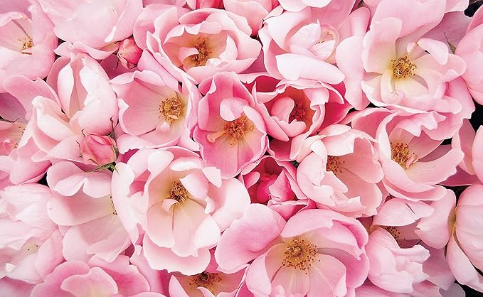 Green Promise Farms Rosa Blushing Knock Out (Reblooming) Rose, #3-Size Container, Light Pink Flowers