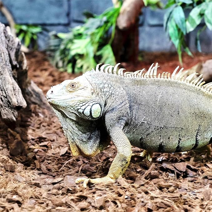 Coco Husk Chips Coconut Substrate for Garden Potting Soil Coconut Brick for Indoor Outdoor Flowers Plants Compressed Low EC Coco Husk Mulch for Garden Coconut Substrate for Reptiles