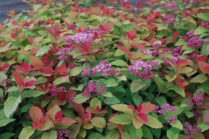 Proven Winners - Spiraea jap. Double Play Big Bang (Spirea) Shrub, large pink flw., #3 - Size Container