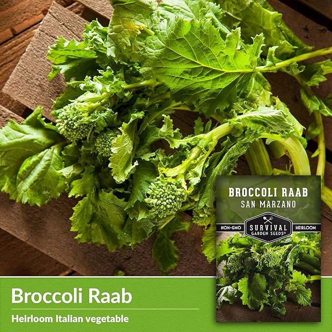 San Marzano Broccoli Raab Seed for Planting - 1 Seed Packet with Instructions to Plant & Grow Rabe or Rapini Broccoli in Your Home Vegetable Garden - Non-GMO Heirloom Variety - Survival Garden Seeds