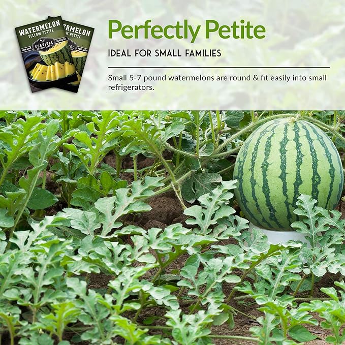 Survival Garden Seeds - Yellow Petite Watermelon Seed for Planting - 2 Packs with Instructions to Plant and Grow Small Yellow Watermelons in Your Home Vegetable Garden - Non-GMO Heirloom Variety