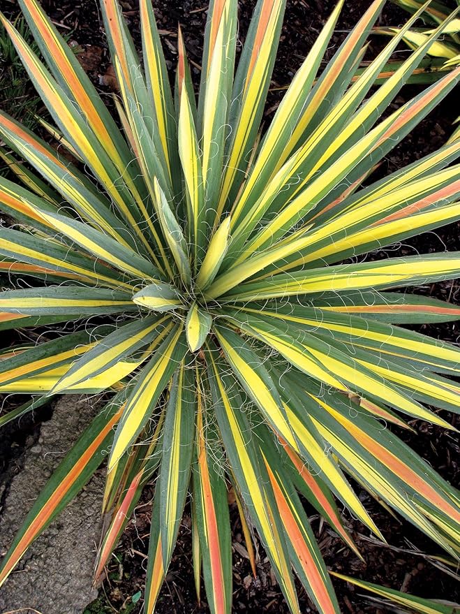Yucca filamentosa 'Color Guard' (Yucca) Shrub, #2 - Size Container
