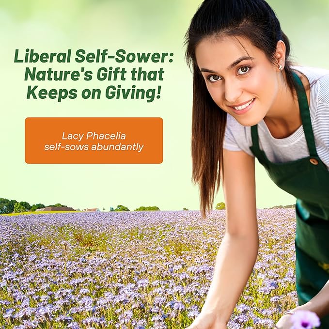 Outsidepride 1 lb. Annual Lacy Phacelia Wild Flower Seeds for Planting