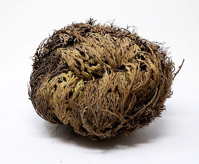 Saint Terra - Rose of Jericho Flower The Resurrection Plant, Jumbo Size