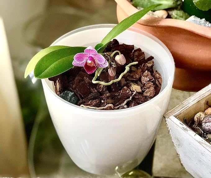 Premium Orchid Potting Mix - 3 Quarts Blend with Bark, Charcoal & Moss - Bonus Burgeon Awakening Fertilizer for Enhanced Growth & Bloom