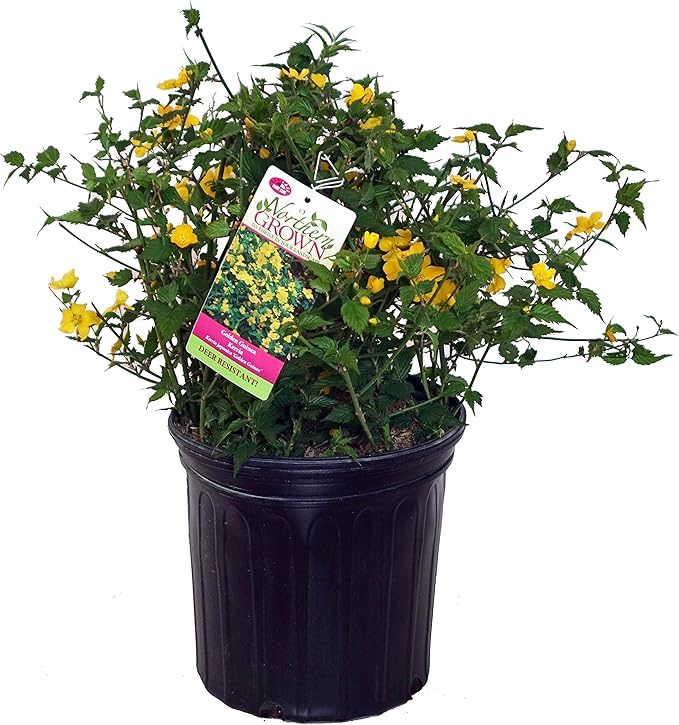 Kerria japonica 'Golden Guinea' (Japanese Kerria) Shrub, yellow flowers, #2 - Size Container