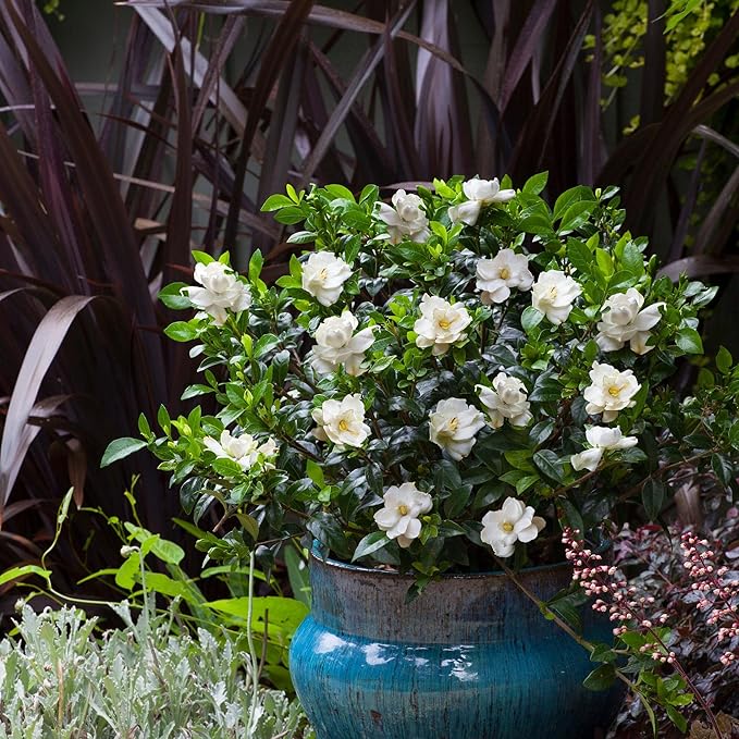 Shrub Frostproof Gardenia 2.5 Qt, White Blooms