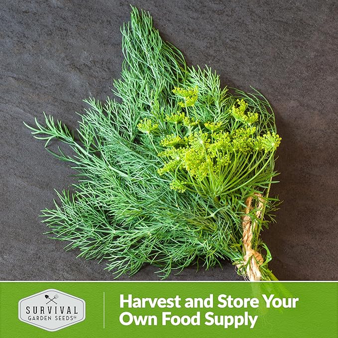 Survival Garden Seeds Compact Dill for Planting - 2 Seed Packets with Instructions to Plant & Grow Container Sized Dwarf Dill Herb Plants in Your Home Garden - Non-GMO Heirloom Variety
