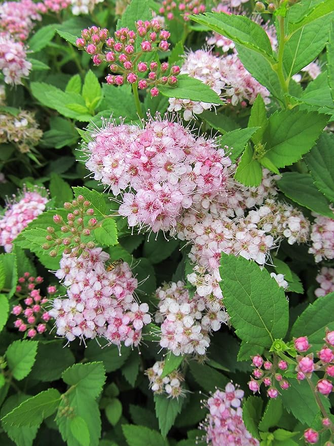 Spiraea jap. 'Little Princess' (Spirea) Shrub, #3 - Size Container