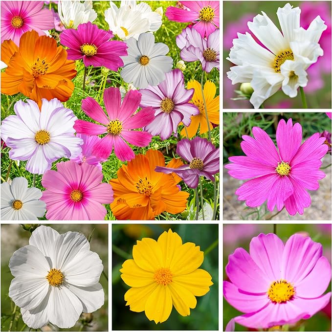 Seed Needs Cosmos Flower Seeds 10+ Varieties Specialty Crazy Blend (Cosmo Bipinnatus, Open Pollinated, Untreated) Resealable Pouch Flowering Wildflower Seeds Mixed Variety - Bulk